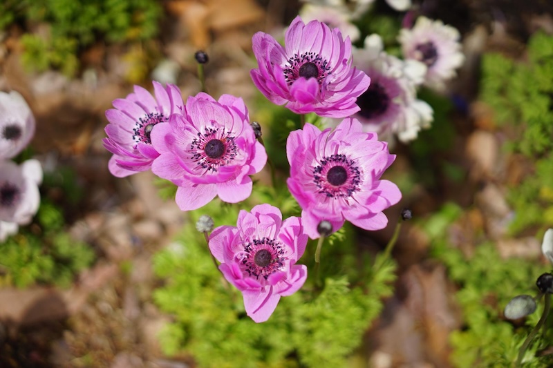Anemones (Anemone coronaria)