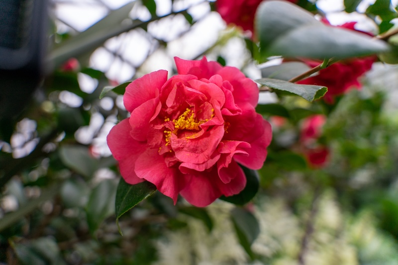 Camellia (Camellia japonica)