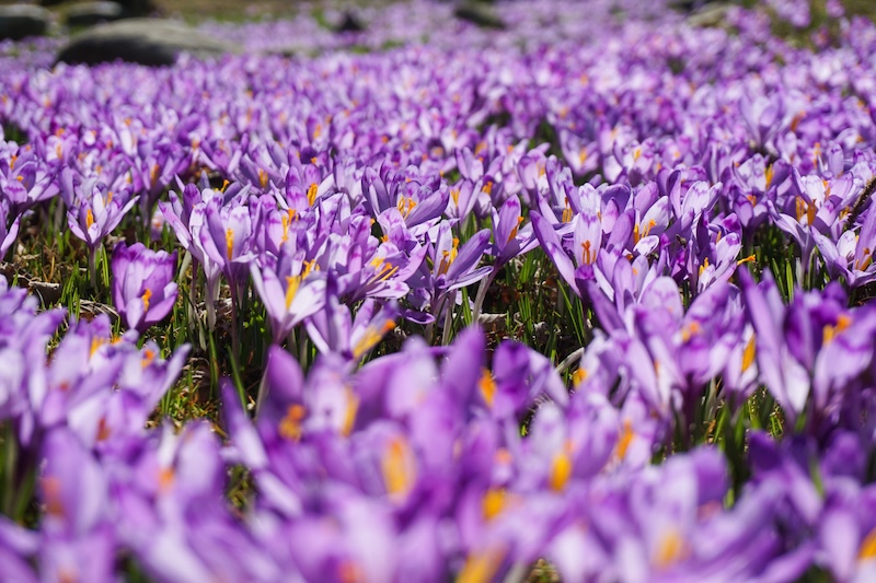 Cyclamen (Cyclamen coum)