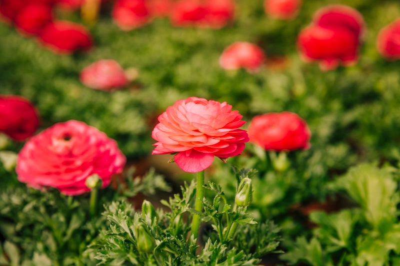 Ranunculus (Ranunculus asiaticus)