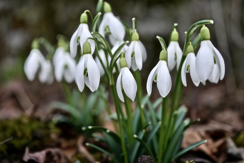 Snowdrops (Galanthus nivalis)