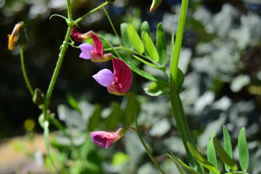 Sweet Peas (Lathyrus odoratus)