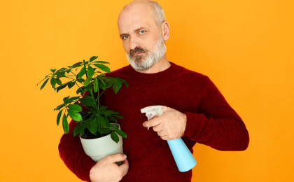 Why do plants turn yellow?