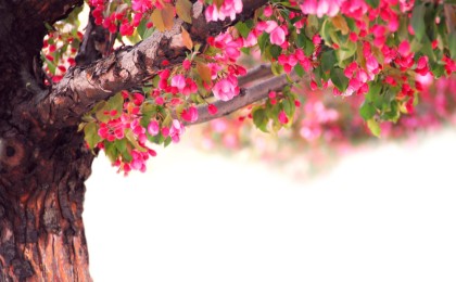 Flowers to plant in november